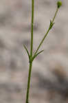 Pine barren stitchwort